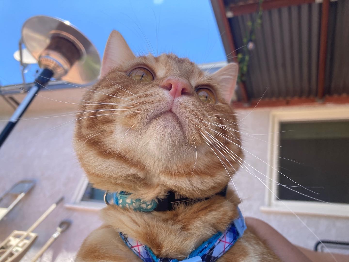 orange tabby cat