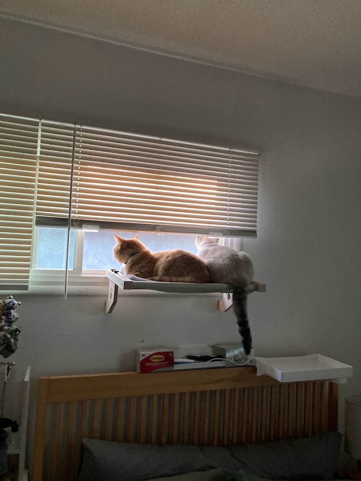orange tabby cat and siamese tabby cat