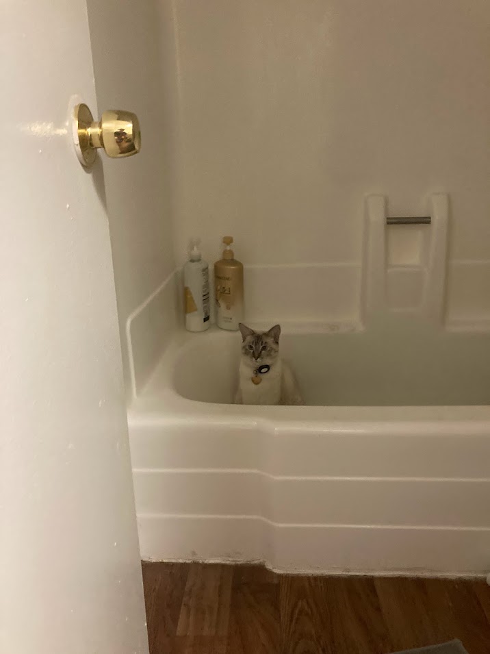 siamese tabby cat