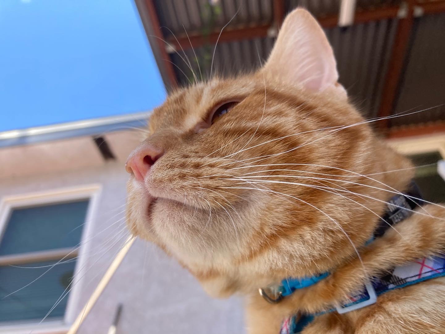 orange tabby cat