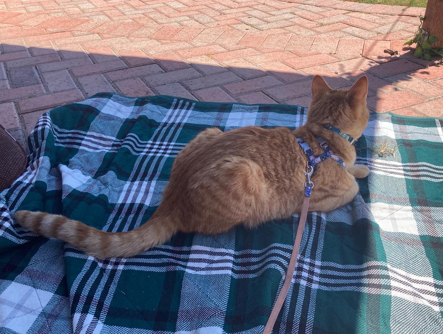 orange tabby cat