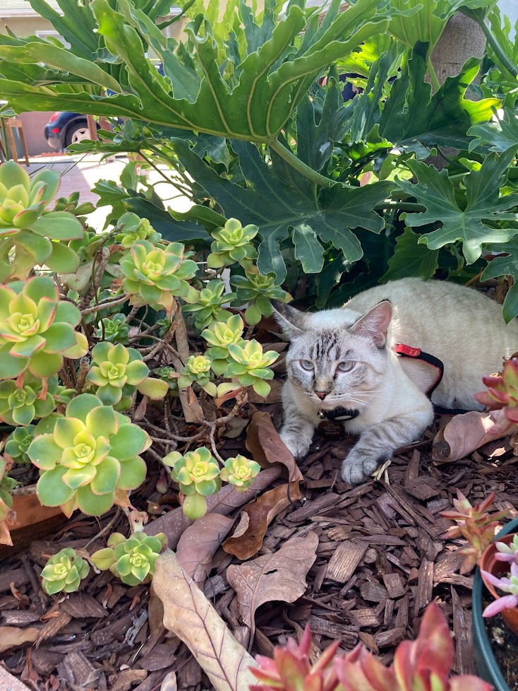 siamese tabby cat