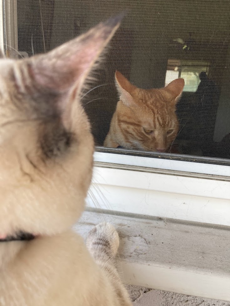 orange tabby cat and siamese tabby cat