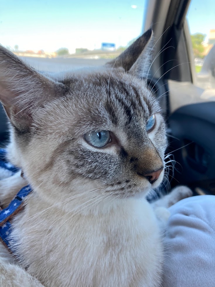 siamese tabby cat